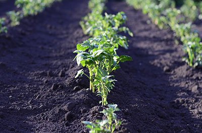 how long does it take for seeds to sprout indoors