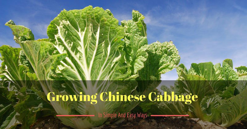 growing Chinese cabbage