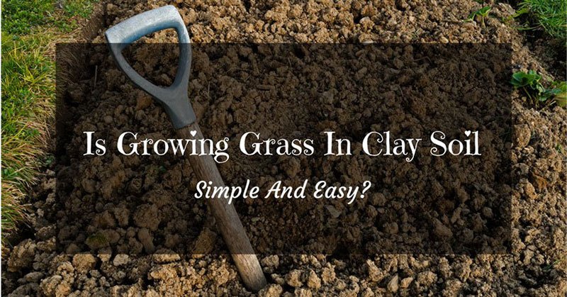 growing grass in clay soil