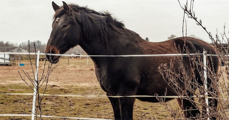 horse fencing options