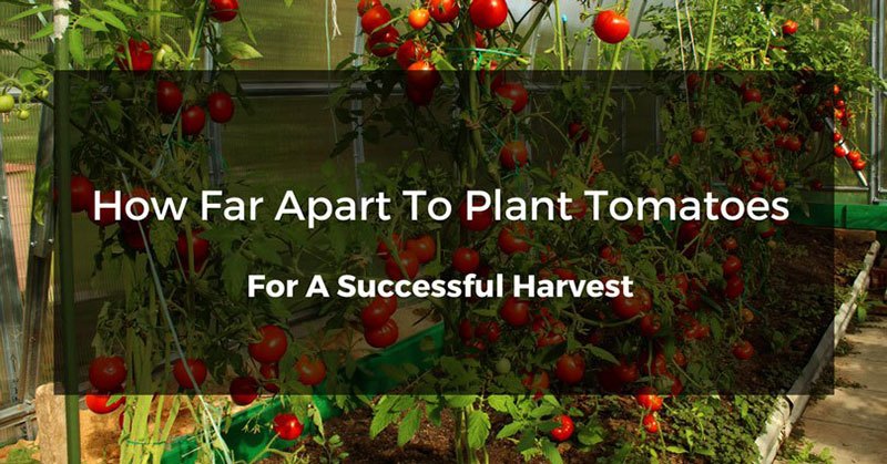 how far apart to plant tomatoes