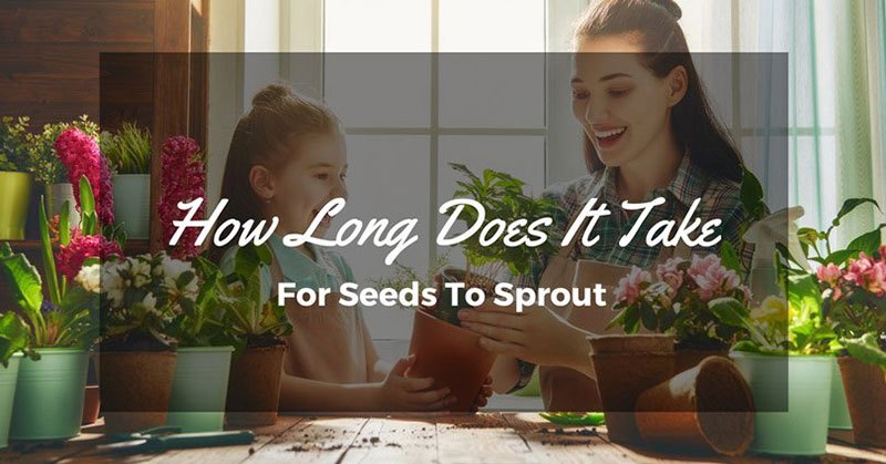 How Long Does It Take For Seeds To Sprout