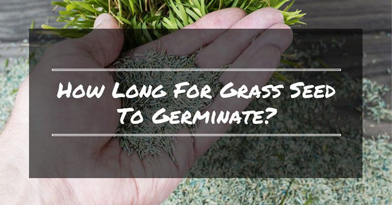 How Long For Grass Seed To Germinate