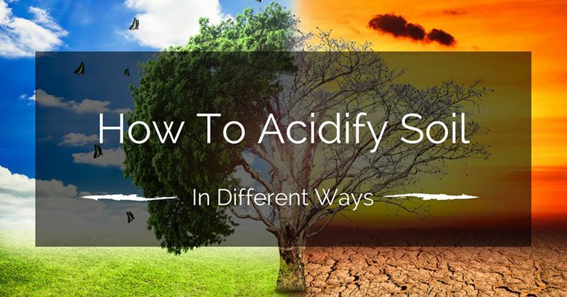 How To Acidify Soil