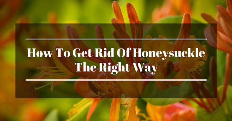 How To Get Rid Of Honeysuckle