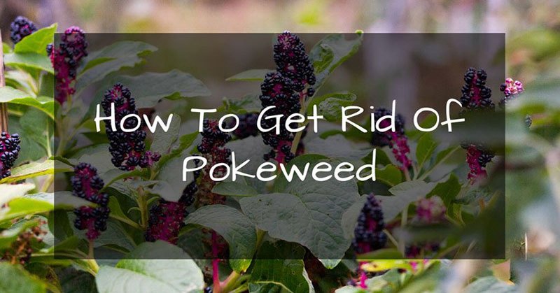How to Get Rid of Pokeweed