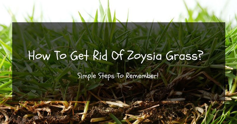 How To Get Rid Of Zoysia Grass