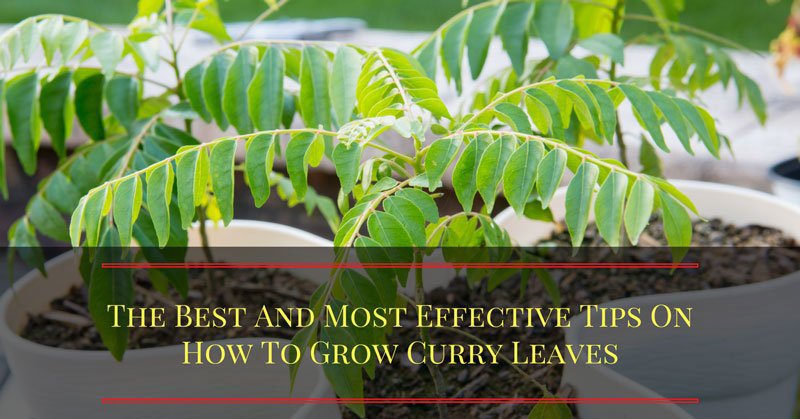 how to grow curry leaves