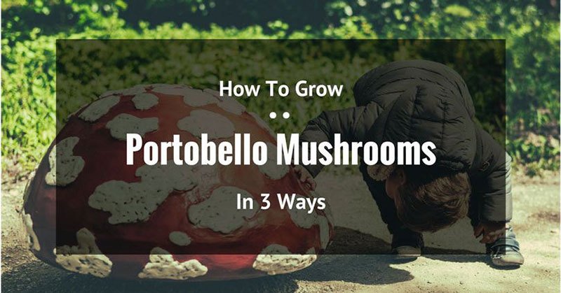 How To Grow Portobello Mushrooms