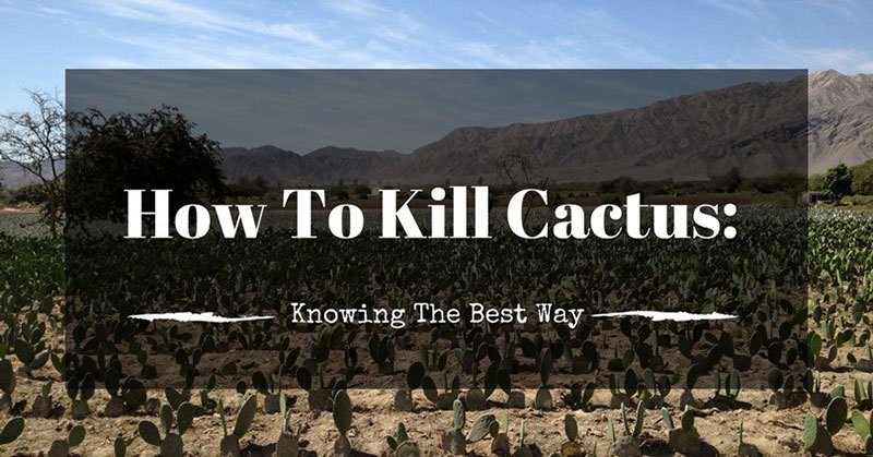How To Kill Cactus
