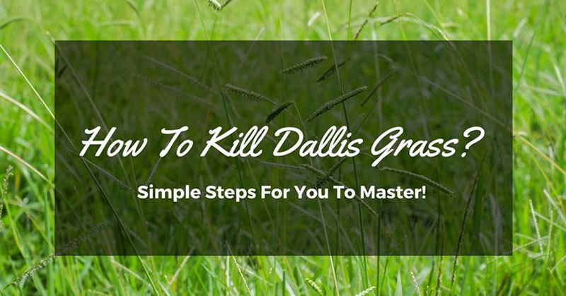How To Kill Dallis Grass
