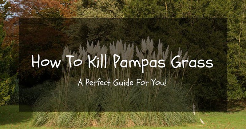 How To Kill Pampas Grass