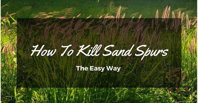 How To Kill Sand Spurs