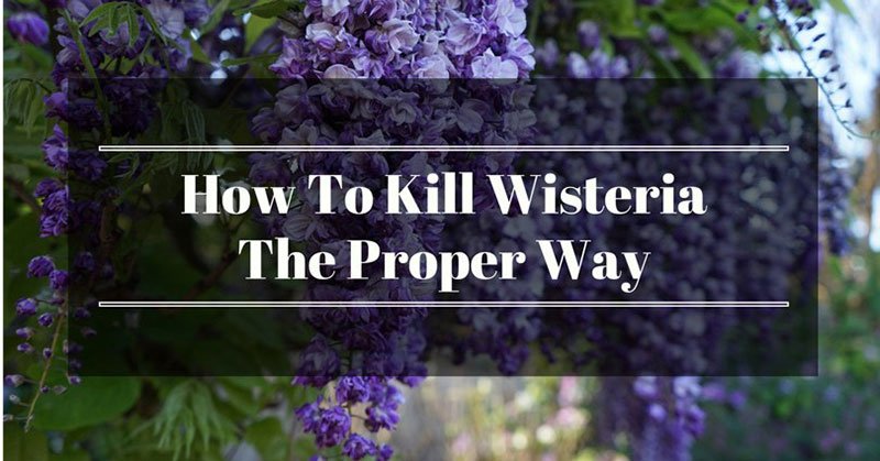 How To Kill Wisteria