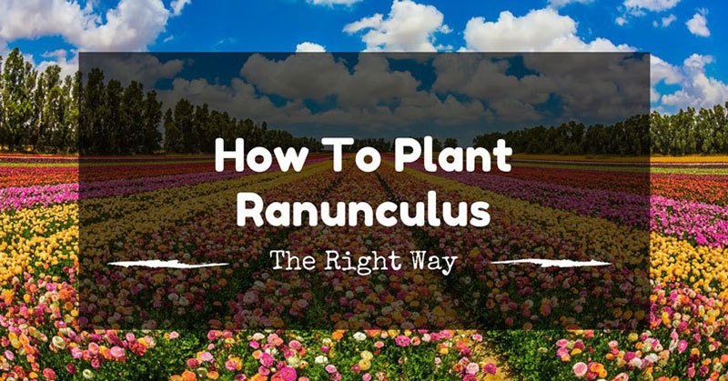 How To Plant Ranunculus