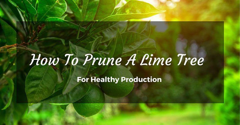 How To Prune A Lime Tree