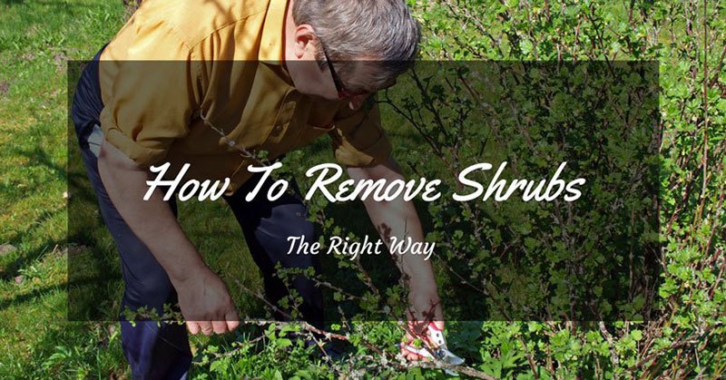 How To Remove Shrubs