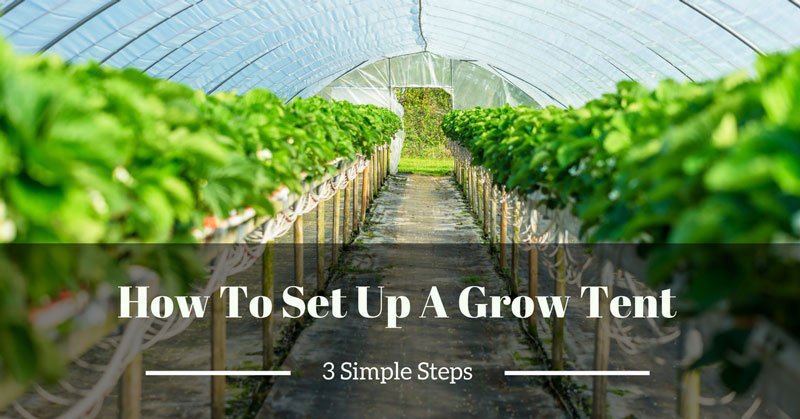 How To Set Up A Grow Tent