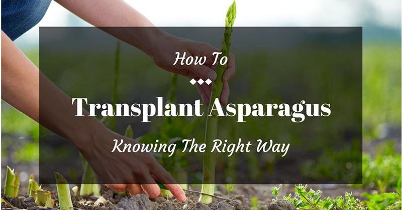 How To Transplant Asparagus