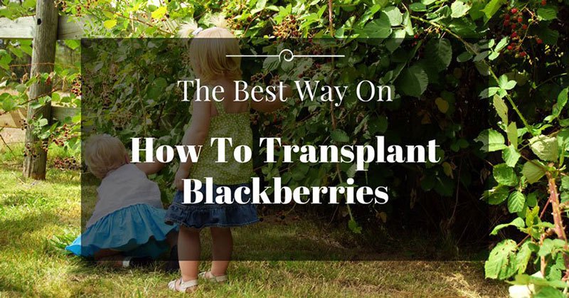 How To Transplant Blackberries