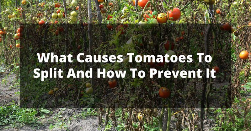 What Causes Tomatoes To Split