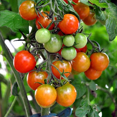 what causes tomatoes to split at the top