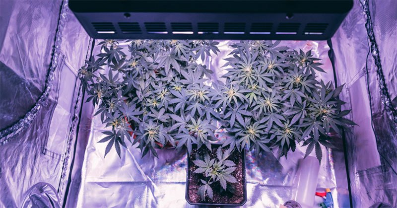 What Size Grow Tent for 2, 4, 6, 9, 12, 20 Plants