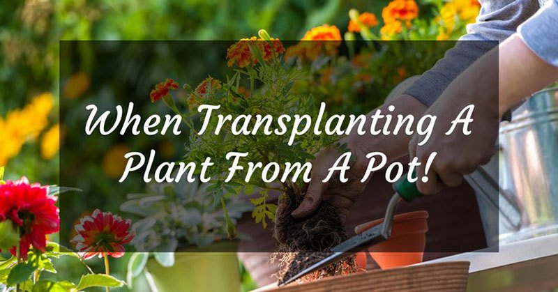 When Transplanting A Plant From A Pot To The Ground You Should