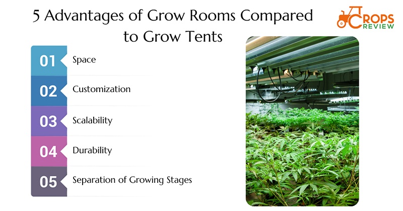 5 advantages of grow tents when compared to grow rooms