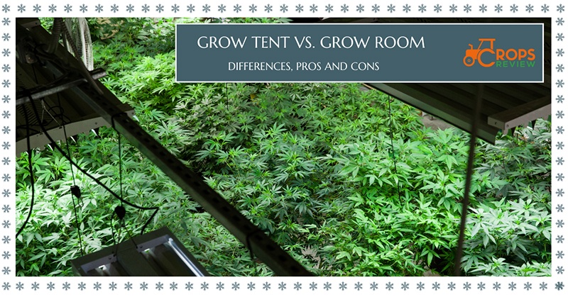 Grow Tent vs. Grow Room