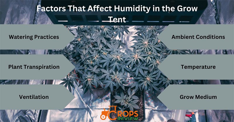 Factors That Affect Humidity in the Grow Tent