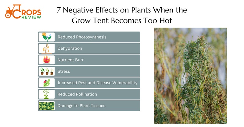 7 negative effects on your plants when the grow tent becomes too hot