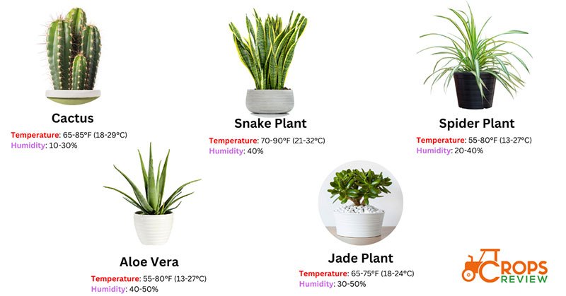 Ideal Temperature and Humidity Levels for Growing Room Plants