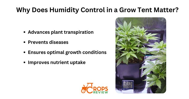 Why does humidity control in a grow tent matter