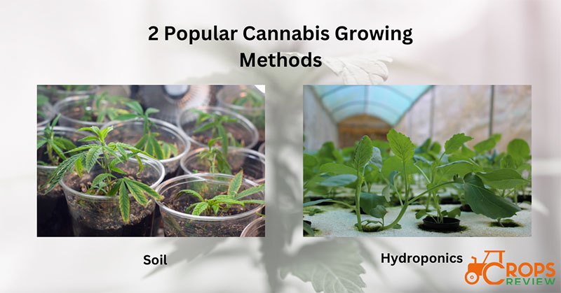 2 Cannabis Growing Methods