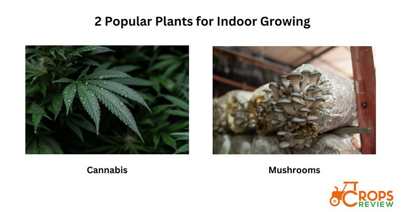 2 popular plants for indoor growing
