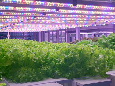 What Are Full Spectrum LED Grow Lights?