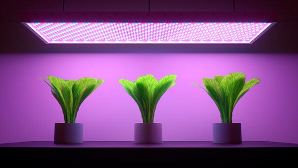 What is the best affordable LED grow light?