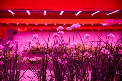 Are artificial light sources enough for indoor plant growth?