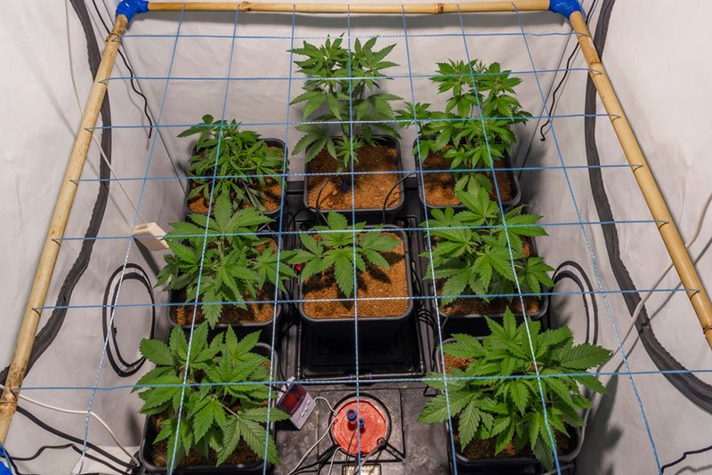 Single-Chamber Grow Tents