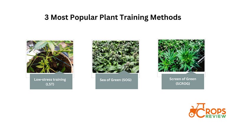3 most popular plant training methods include LST, SOG, and SCROG