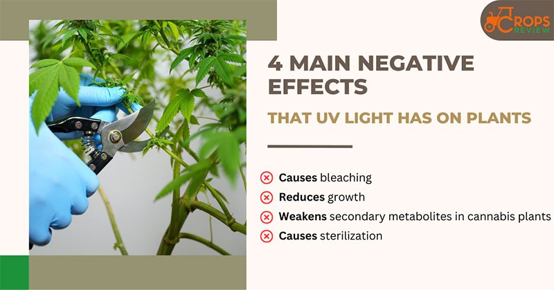 4 main negative effects that UV light has on plants