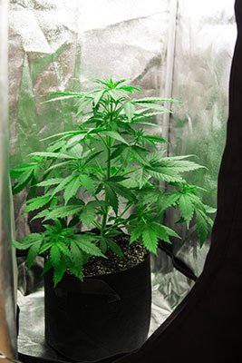 How Do I Cool My Small Grow Tent?