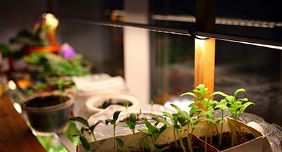 What is the ideal LED grow light spectrum for indoor plants?