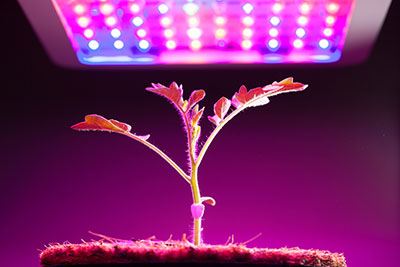 Why is light important in indoor growing?
