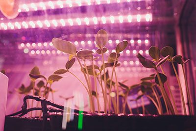 How do you set the timer on the LED grow light?