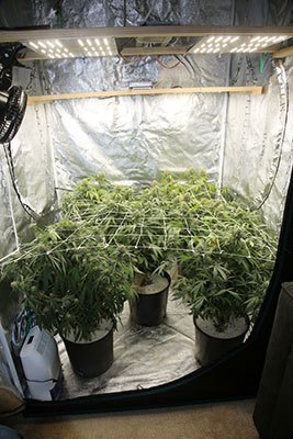 What is the best grow tent kit for beginners?