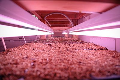 T5 grow lights (and other fluorescent tubes)