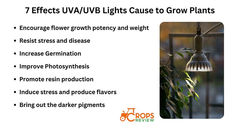 7 main beneficial effects the A and B UV lights cause to grow plants