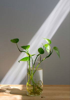 What you need to know about the science of light for plants